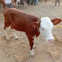 فروش گوساله درجه یک