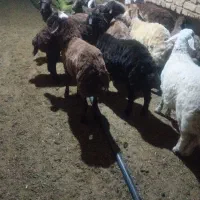 بره نر جمی