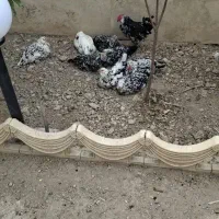 مرغ گلین و جوجه گلین