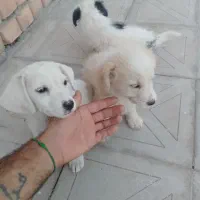 سگ پاکوتاه