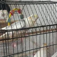 فروش 2عدد عروس پاریس جوون با حال