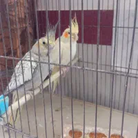 دوتا عروس خوشگل فروشی