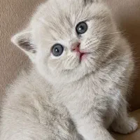 انتخاب یک عضو جدید برای خانواده٪گر/به)