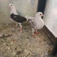 کفتر