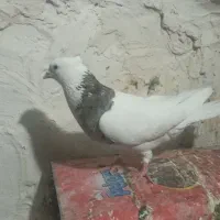 کبوتر