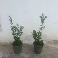 یاس هلندی