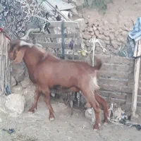 سورین نژادی
