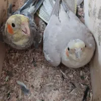 عروس هلندی جفت  فروش معاوضه