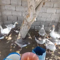 غاز
