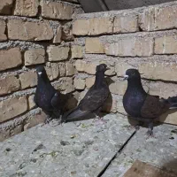 جفت افغانی طاووسی