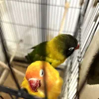 کوتوله برزیلی با جوجه