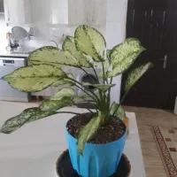 گل آگلونمابرفی