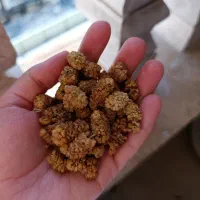 کشته توت