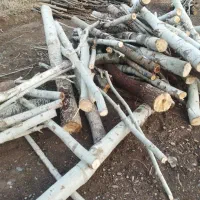 خرید درخت چوب8700