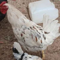 تخم مرغ گلین اصل