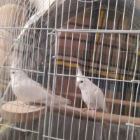 جفت عروس هلندی آلبینو سخنگو