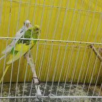 مرغ عشق