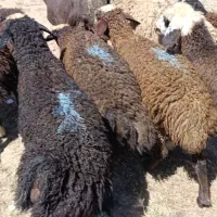 بره چاق و گوشتی