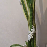 گل سانسوریا ۹ برگی