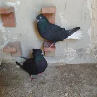 کبوتر زیل دم سفید