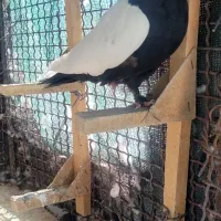 ماده سینه قهوای وسیاه