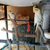 عروس هلندی