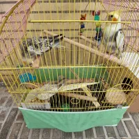 عروس هلندی سخنگو