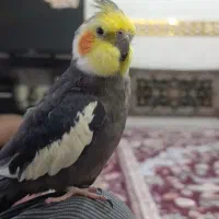 عروسی هلندی گم شده