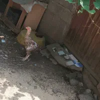 مرغ دو رگ