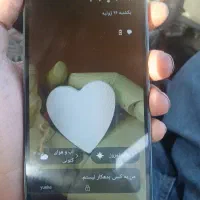 a3شیامی سالم با کارتن