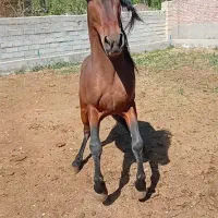 اسب کرد|اسب و تجهیزات اسبسواری|بکتاش, |دیوار