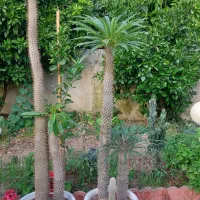 نخل ماداگاسکار