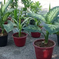 فروش گل دیفن