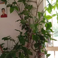 گل های متنوع
