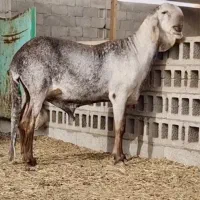 قوچ خارجی‌