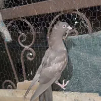 4 عدد کبوتر  رنگی