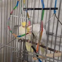 جفت عروس هلندی جوان