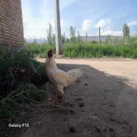 خروس لاری سفید رنگ