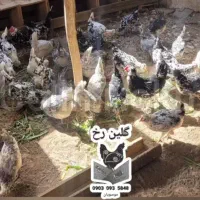 تخم مرغ نطفه دار و جوجه گلین طوسی