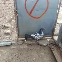 کبوتر