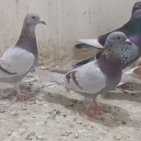 کفتر پرشی