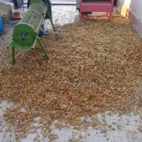 پوست کنی بادام رایگان درخدمت کشاورزان عزیز