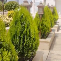 نگین سبز|خدمات باغبانی و درختکاری|قزوین, |دیوار