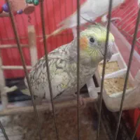 عروس هلندی گمشده پیداشده در تهرانپارس