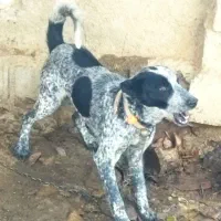 واگذاری توله قدرجونی نر بته دار6ماهه