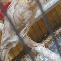 ماده قناری کار داده
