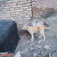 توله سگ