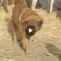 سگ گله|سگ|قم, مهدی آباد|دیوار