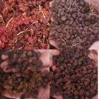 کشمش گله آفتابی (درگز وکاشمر)(خرما و خمیر خرما)