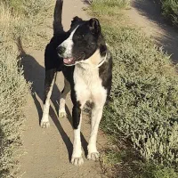 سگ نر رمه تاز